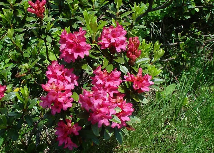 Haus Daniela Wildschoenau